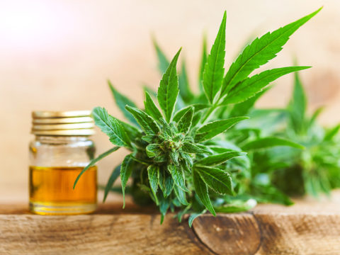 Cannabis CBD Study