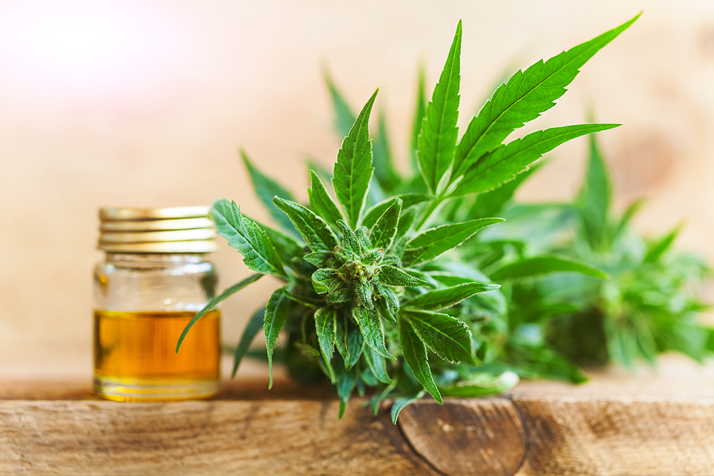 Cannabis CBD Study